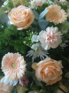 Funeral tributes | Peach, white & cream casket spray