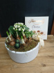 CHRISTMAS FLOWERS | Winter Planted Bowl and Boxed Chocolates
