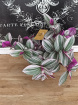 Plants | Tradescantia Nanouk