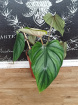 Plants | Philodendron Plowmanii