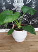 Plants | Philodendron Warszewiczii