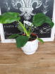 Plants | Philodendron Warszewiczii