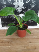 Plants | Philodendron Warszewiczii