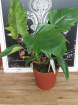 Plants | Philodendron Mayoi