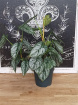 Plants | Philodendron Brandtianum