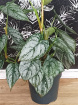 Plants | Philodendron Brandtianum