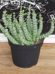 Plants | Crassula Marnieriana