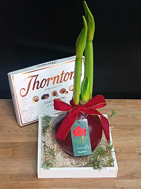 Christmas Collection 2025 | Christmas Waxed Amaryllis