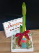Christmas Collection 2025 | Christmas Waxed Amaryllis