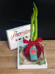 Christmas Collection 2025 | Christmas Waxed Amaryllis