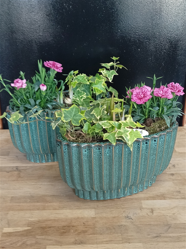 Mother's Day Collection | Mother's Day Plants | Spring collection | Spring garden