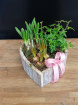 Mother's Day Collection | Mother's Day Plants | Mother's Day Planter