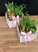 Mother's Day Collection | Mother's Day Plants | Mother's Day Planter