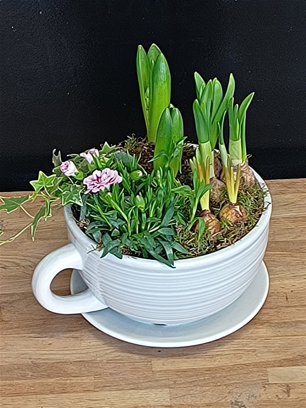 Mother's Day Collection | Mother's Day Plants | Spring collection | Cup of Tea in Garden