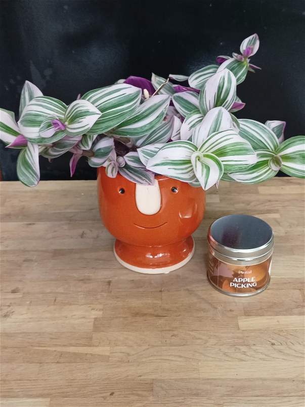 Autumn collection | Gift set - Plant & Candle SPECIAL OFFER