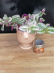 Autumn collection | Gift set - Plant & Candle SPECIAL OFFER