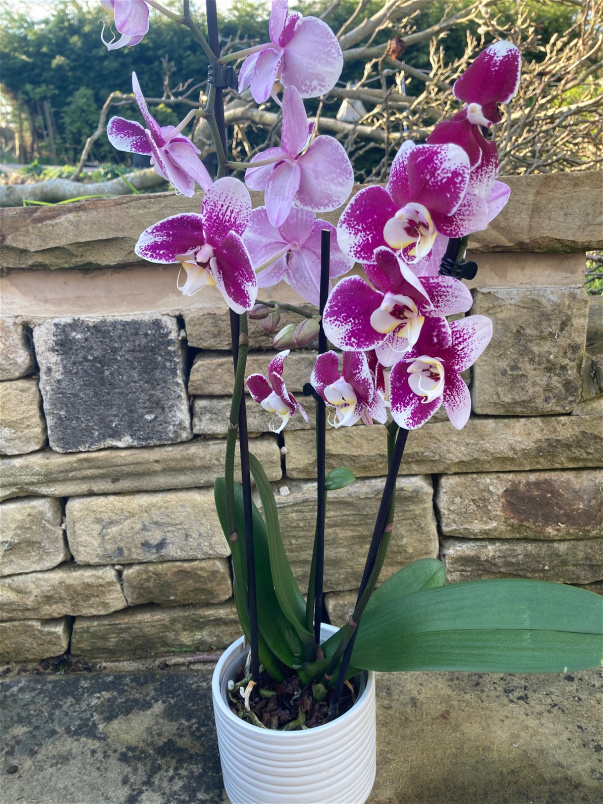 Gift Bouquets | Mothers Day Sunday 30th March | Phalaenopsis Planter