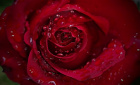 Upsell gifts | Valentines Day Friday 14th Feb 2025 | Single Red Rose -Add on