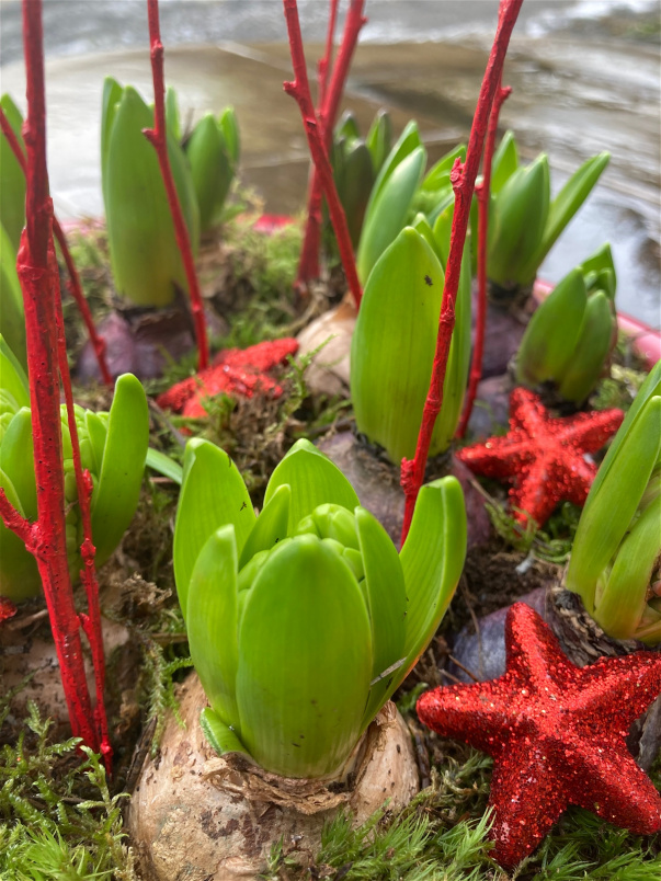 Christmas | Gift Bouquets | Christmas Bulb Planter