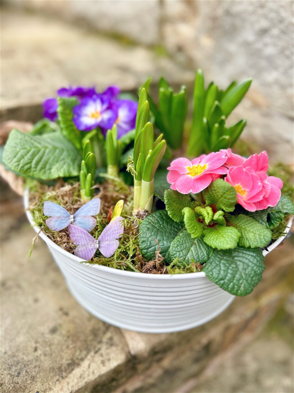 Gift Bouquets | Spring Planted Bowl