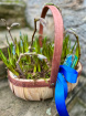 Gift Bouquets | Muscari Trug