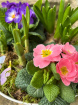 Gift Bouquets | Spring Planted Bowl