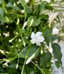 Gift Bouquets | Mothers Day Sunday 30th March | Scented Jasmine Plant