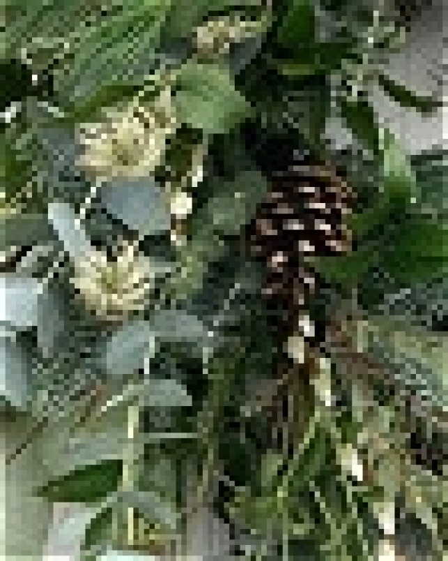 Workshops | Luxury Eucalyptus Wreath Saturday 12th Dec 2pm