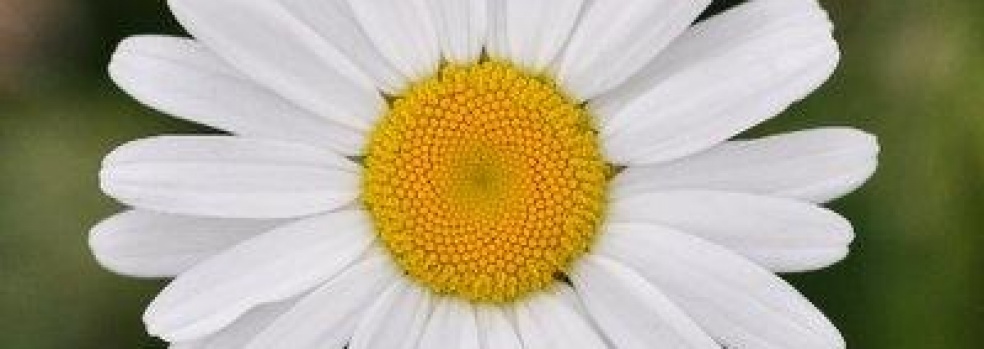 <? $img->alt_text ?>