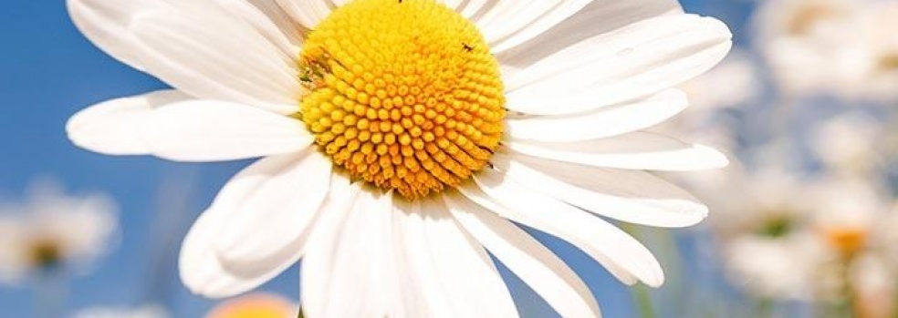 <? $img->alt_text ?>