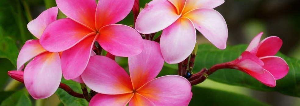 <? $img->alt_text ?>