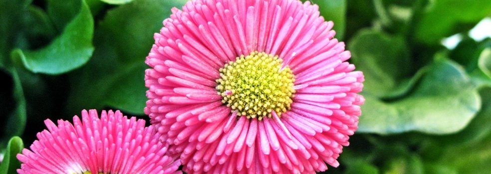 <? $img->alt_text ?>