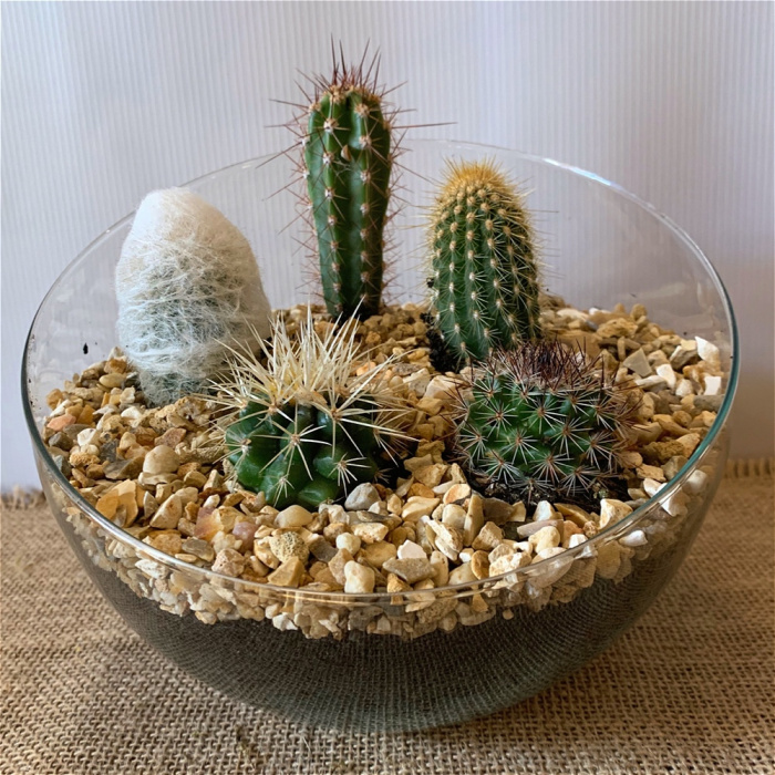 Bespoke Gift Plants | Cacti Terrain