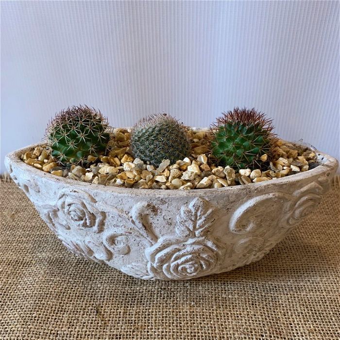 Bespoke Gift Plants | Desert Rose
