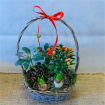 Christmas | Traditional Planted Basket