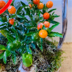 Christmas | Traditional Planted Basket
