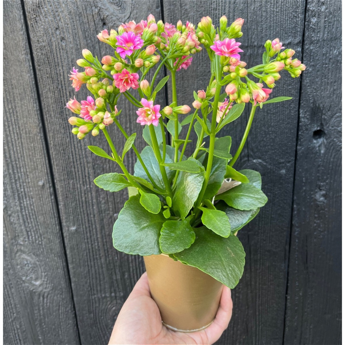 Upsell gifts | Kalanchoe Plant with Pot