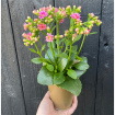 Upsell gifts | Kalanchoe Plant with Pot