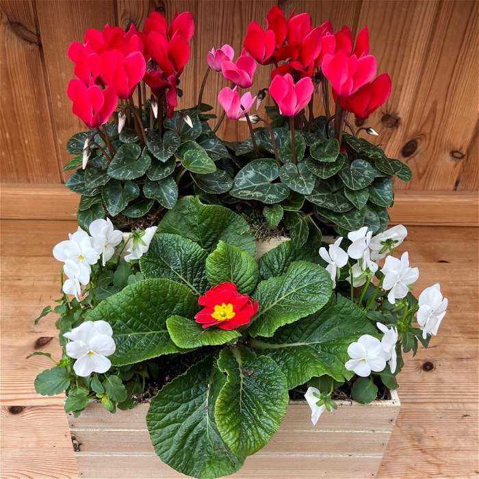 Christmas | Christmas Doorstep Planter