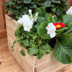 Christmas | Christmas Doorstep Planter