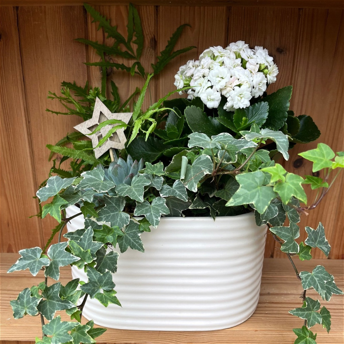 Christmas | Modern Neutrals Indoor Ceramic Planter
