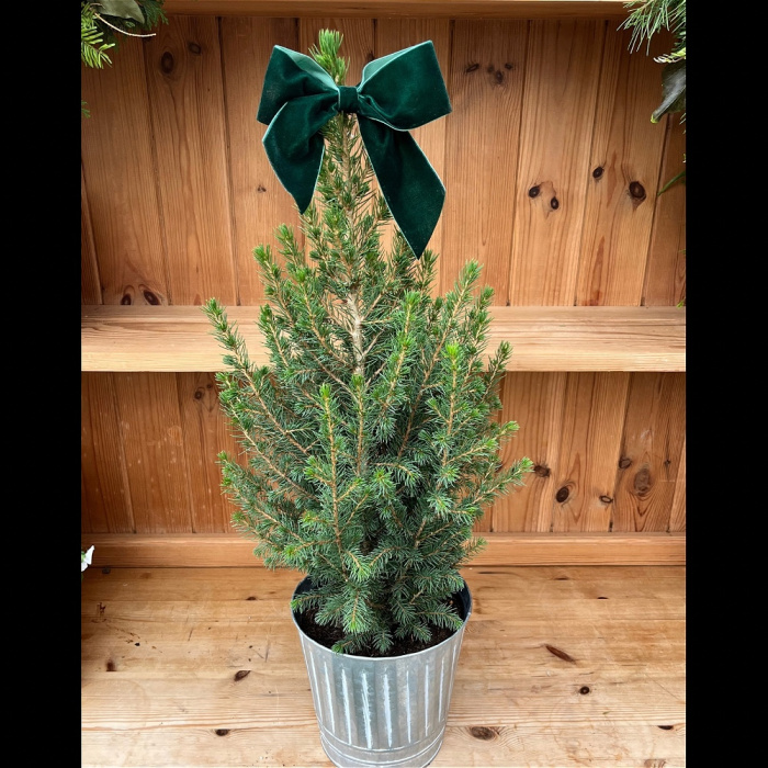 Christmas | Oh Christmas Tree