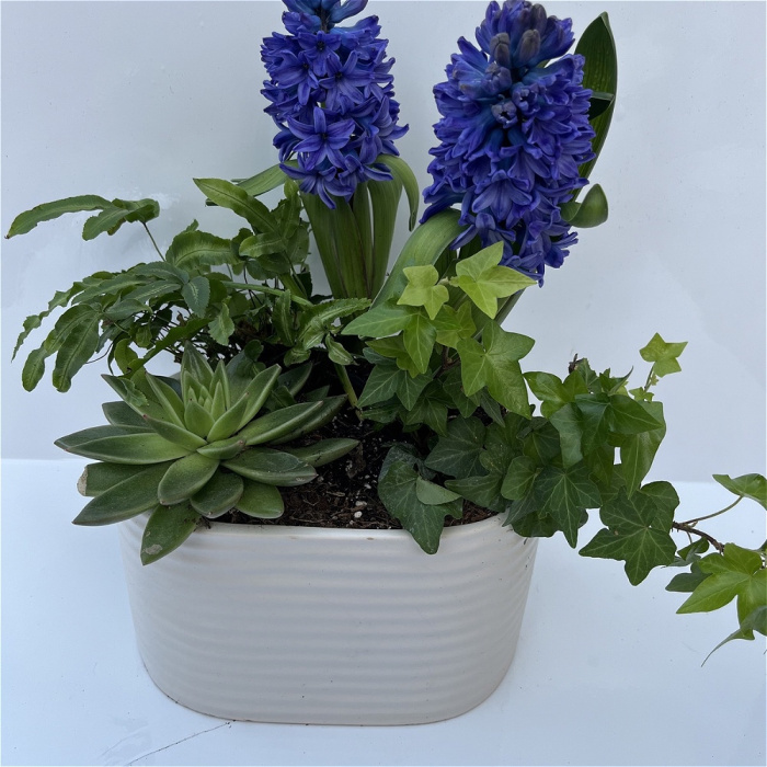 Bespoke Gift Plants | Mother's Day | Indoor Ceramic Planter