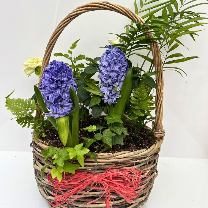 Bespoke Gift Plants | Mother's Day | Rattan Indoor Hooped Planter