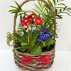 Bespoke Gift Plants | Mother's Day | Rattan Indoor Hooped Planter