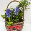 Bespoke Gift Plants | Mother's Day | Rattan Indoor Hooped Planter