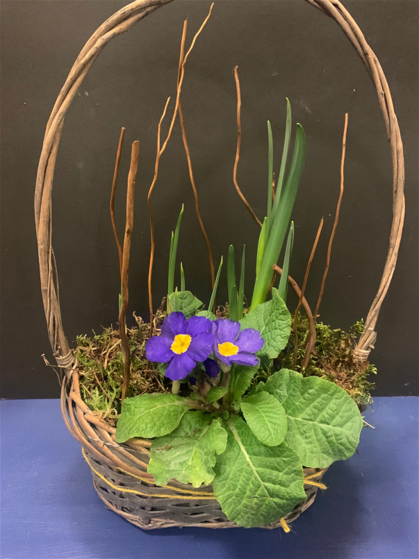 Bespoke Gift Plants | Planted basket arrangement