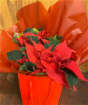 Christmas | xmas poinsettia plant