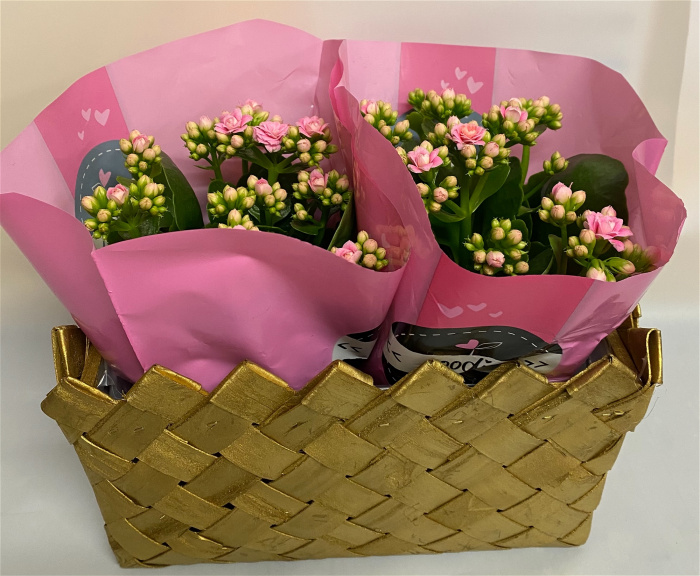 Christmas | Mother's Day | Plants | kalanchoe plants