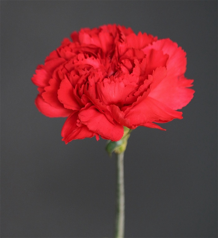 Bouquets | Valentines | carnation bouquet